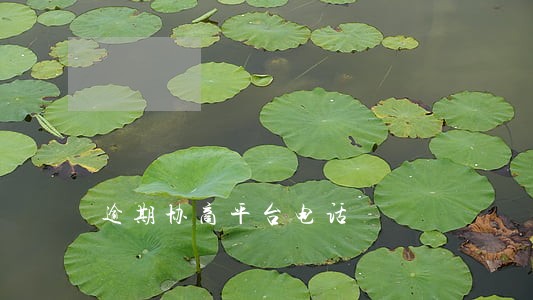 逾期协商平台电话