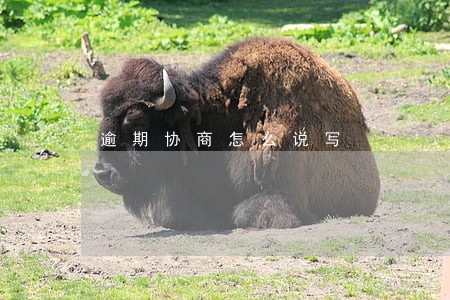 逾期协商怎么说写 逾期协商怎么说写