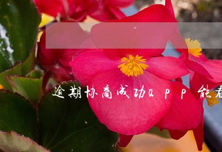 逾期协商成功app能看出来吗 逾期协商成功app能看出来吗