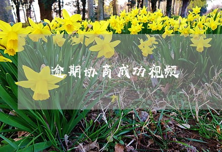 逾期协商成功视频 逾期协商成功视频