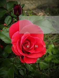 逾期协商模文案 逾期协商模文案