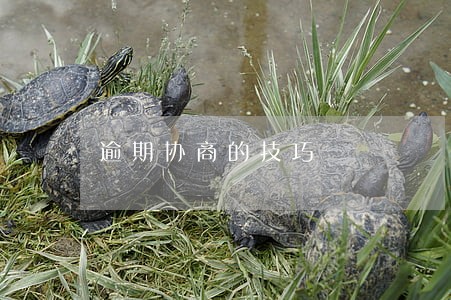 逾期协商的技巧 逾期协商的技巧