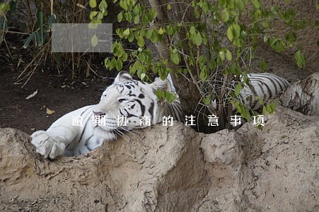 逾期协商的注意事项 逾期协商的注意事项