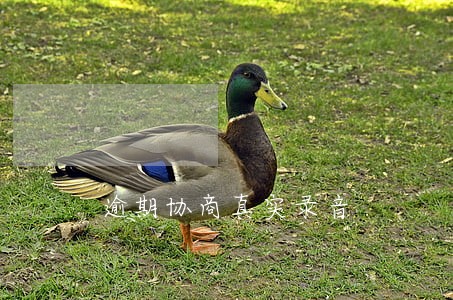 逾期协商真实录音 逾期协商真实录音