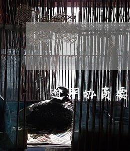 逾期协商要多少钱