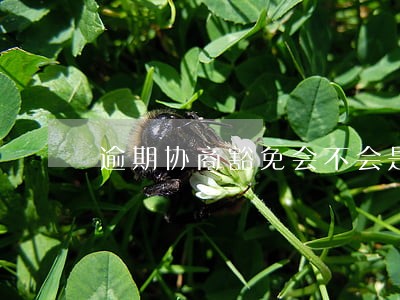 逾期协商豁免会不会是套路 逾期协商豁免会不会是套路