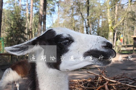 逾期协查通告是什么意思 逾期协查通告是什么意思