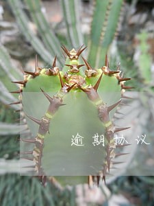 逾期协议还款利率 逾期协议还款利率