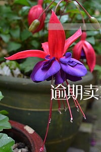 逾期卖车怎么通知车主 逾期卖车怎么通知车主