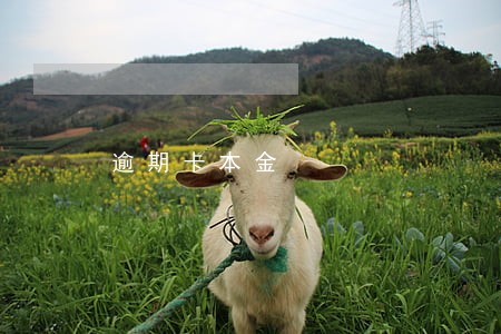 逾期卡本金