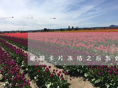 逾期卡片冻结之后怎么处理 逾期卡片冻结之后怎么处理