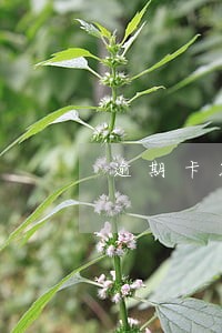 逾期卡能跟说服客户开通吗 逾期卡能跟说服客户开通吗