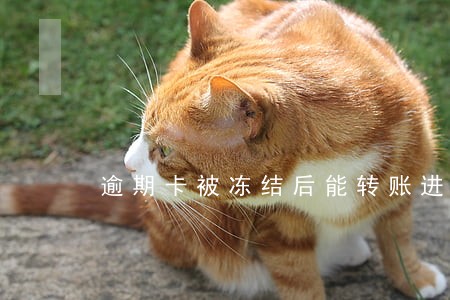 逾期卡被冻结后能转账进去吗 逾期卡被冻结后能转账进去吗
