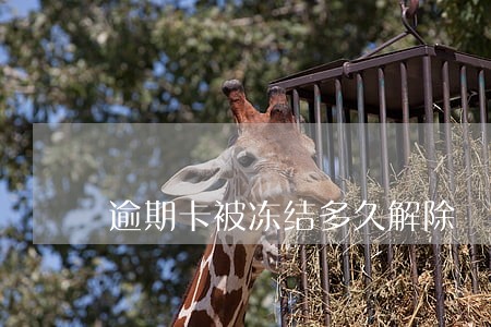 逾期卡被冻结多久解除 逾期卡被冻结多久解除