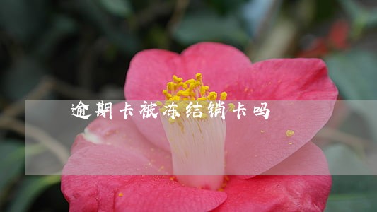 逾期卡被冻结销卡吗 逾期卡被冻结销卡吗