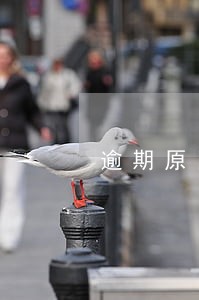 逾期原因客户异常 逾期原因客户异常