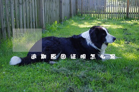 逾期原因证明怎么写