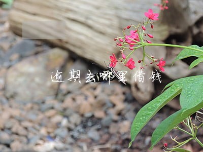 逾期去哪里借钱