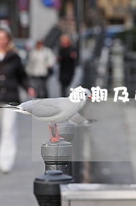 逾期及违约信息概要为0 逾期及违约信息概要为0