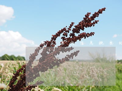逾期及违约信息概要的内容 逾期及违约信息概要的内容