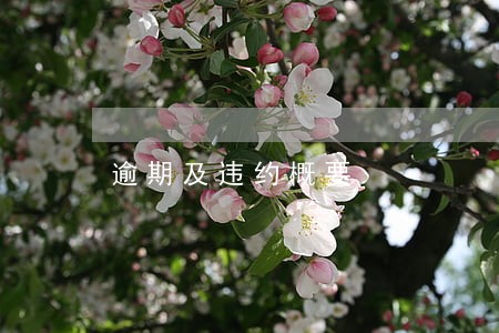 逾期及违约概要 逾期及违约概要
