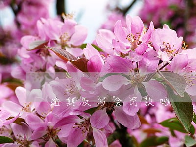 逾期反写会罚款吗 逾期反写会罚款吗