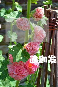 逾期发了外包团队短信 逾期发了外包团队短信
