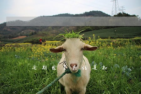 逾期发了失信通知 逾期发了失信通知