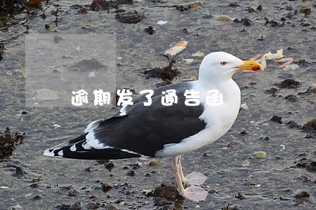 逾期发了通告函