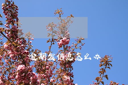 逾期发信息怎么办