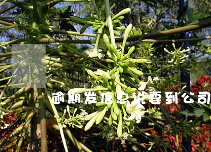 逾期发信息说要到公司 逾期发信息说要到公司