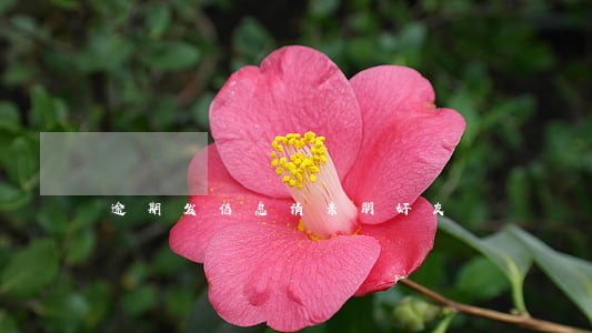 逾期发信息请亲朋好友 逾期发信息请亲朋好友