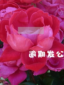 逾期发公告涵 逾期发公告涵