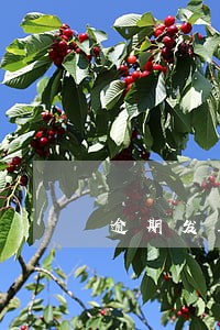 逾期发工资申报个税 逾期发工资申报个税