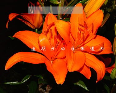 逾期发的催缴通知