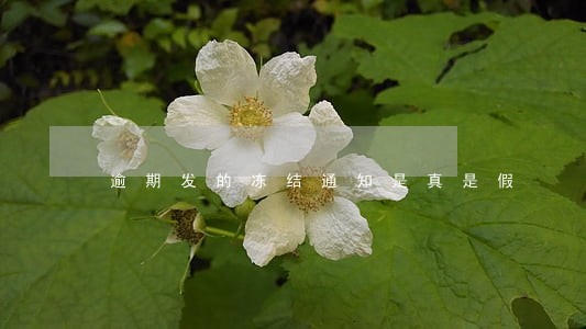 逾期发的冻结通知是真是假
