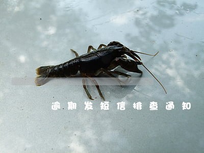 逾期发短信排查通知