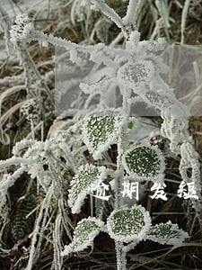 逾期发短信说联系村长 逾期发短信说联系村长