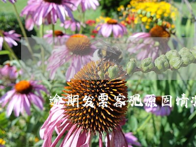 逾期发票客观原因情况说明 逾期发票客观原因情况说明