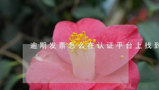 逾期发票怎么在认证平台上找到 逾期发票怎么在认证平台上找到