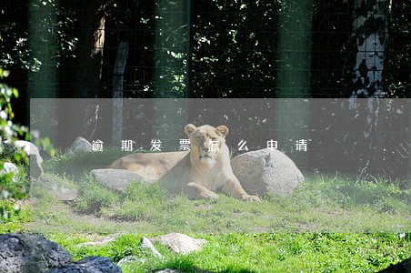 逾期发票怎么申请 逾期发票怎么申请