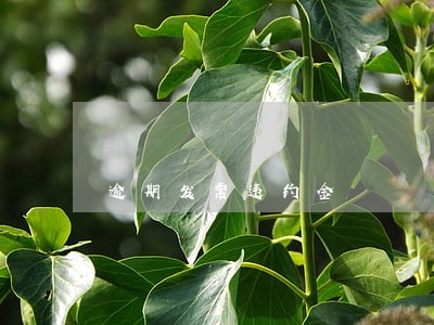 逾期发票违约金