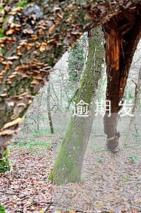 逾期发立案通告多久立案 逾期发立案通告多久立案