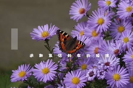 逾期发给好友的短信 逾期发给好友的短信