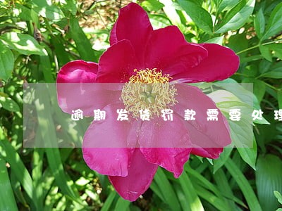 逾期发货罚款需要处理吗 逾期发货罚款需要处理吗