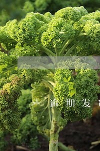 逾期发货赔偿标准 逾期发货赔偿标准