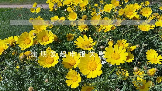 逾期发起申报失败 逾期发起申报失败
