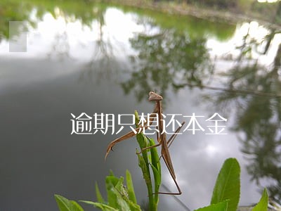 逾期只想还本金 逾期只想还本金