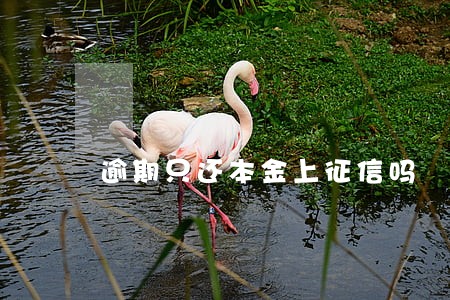 逾期只还本金上征信吗 逾期只还本金上征信吗