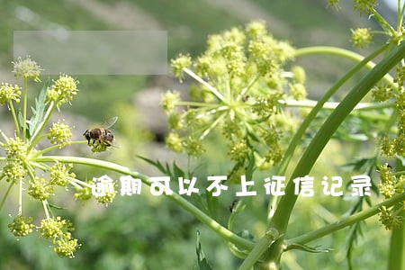 逾期可以不上征信记录 逾期可以不上征信记录